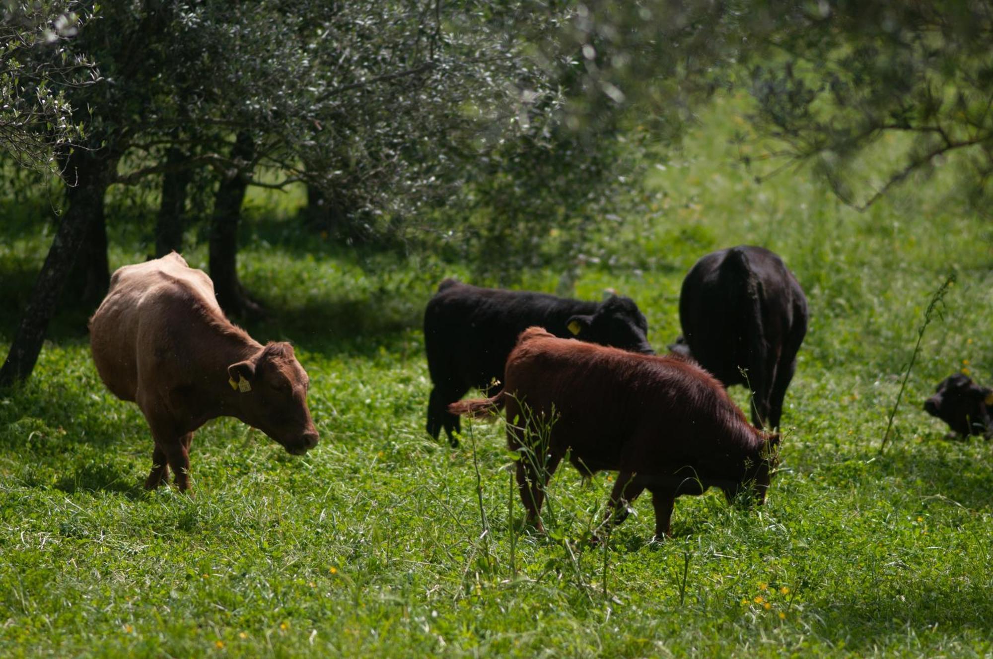 Гостевой дом Fattoria Di Maiano Фьезоле Экстерьер фото
